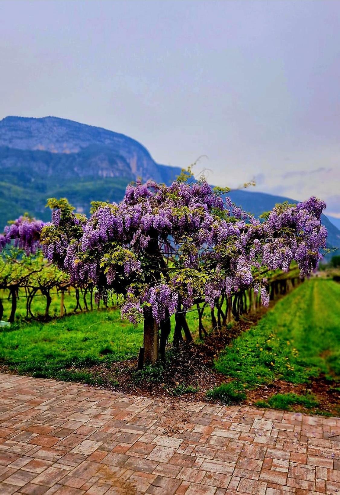 Willa Antico Fienile Agritur Mezzocorona Zewnętrze zdjęcie